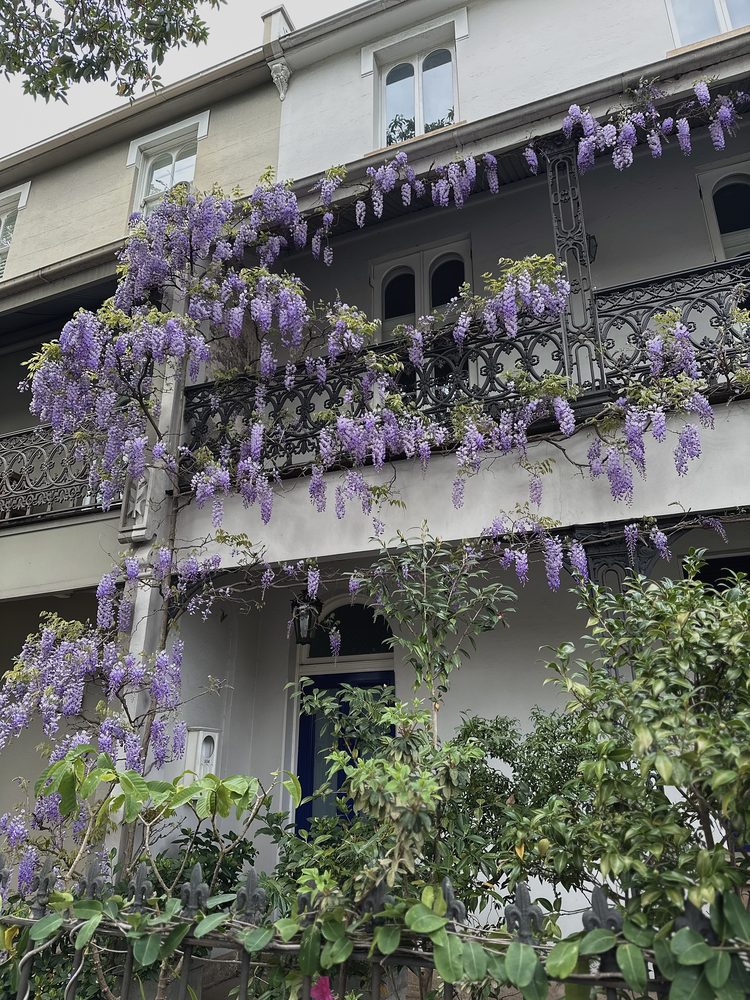 Wisteria-draped terrace houses on a Surry Hills street
